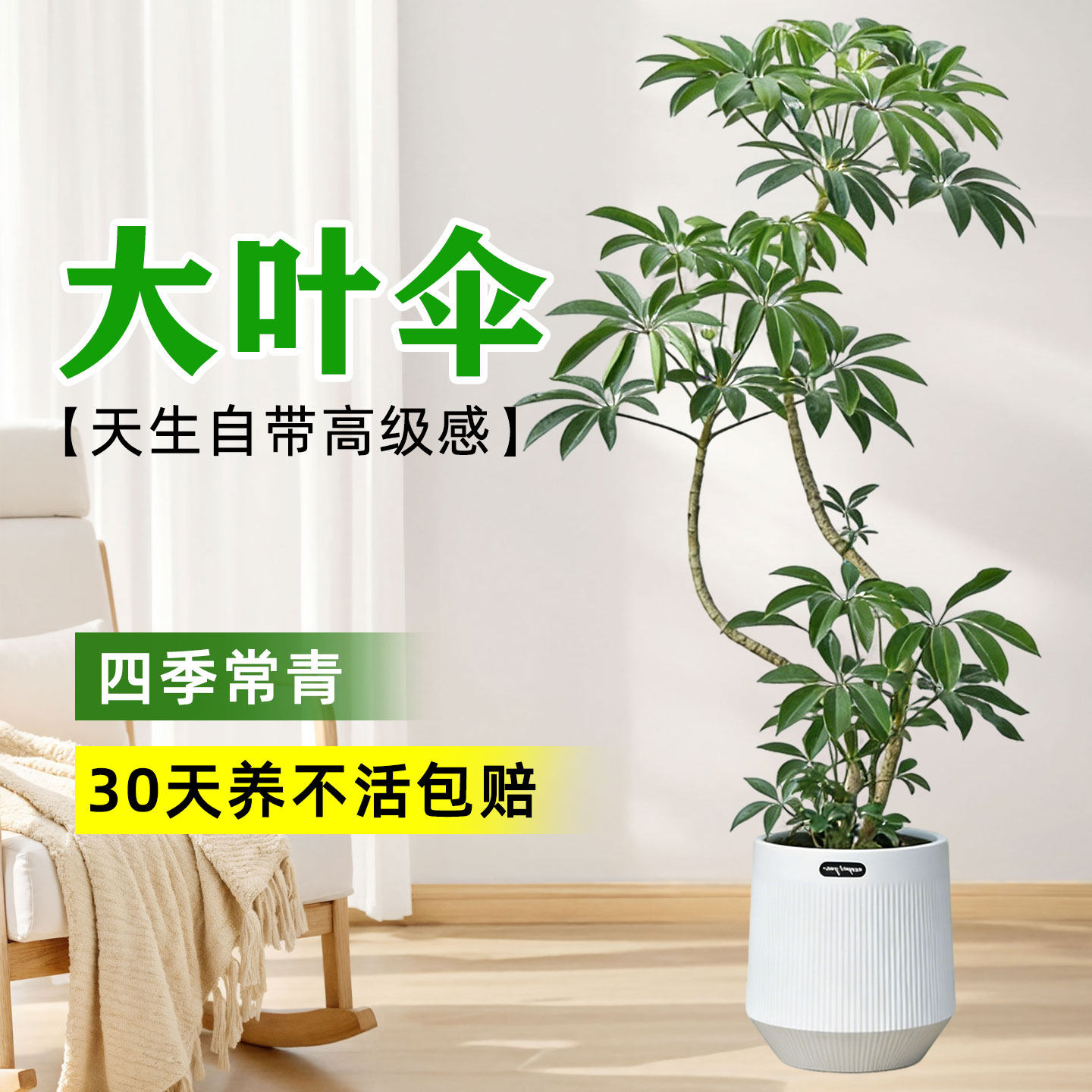 Зонт Paul big leaf umbrella зеленые растения в помещении lucky большие растения в горшках от пола до потолка веранда для гостиной four seasons вечнозеленые растения, любующиеся листьями