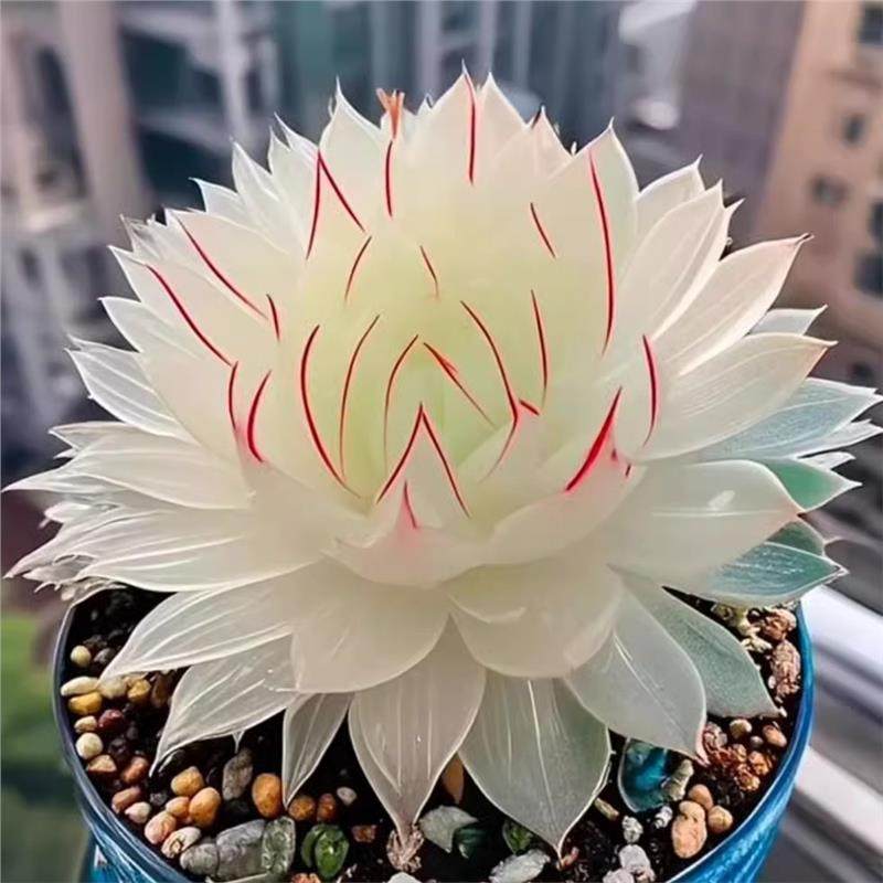 Новинка в Год Лошади, комбинированные суккуленты White Lady jade dew, комнатные растения в горшках, гостиная, офис, балкон, для начинающих, хороши для выращивания цветов.