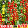 Товары от 临雅旗舰店