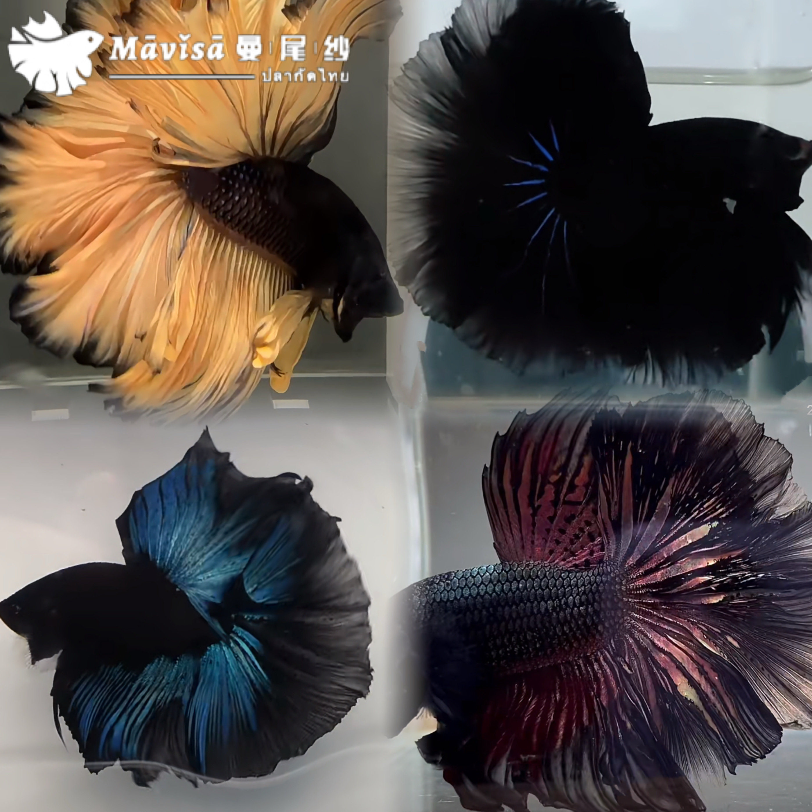 Бойцовая рыбка с человеческим хвостом, декоративные рыбки, тайская тропическая золотая рыбка, хорошо живут и хорошо питаются, маленький аквариум, пресноводный домашний любимец-полумесяц