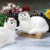Товары от 猫咪crafts 模型装饰摆饰