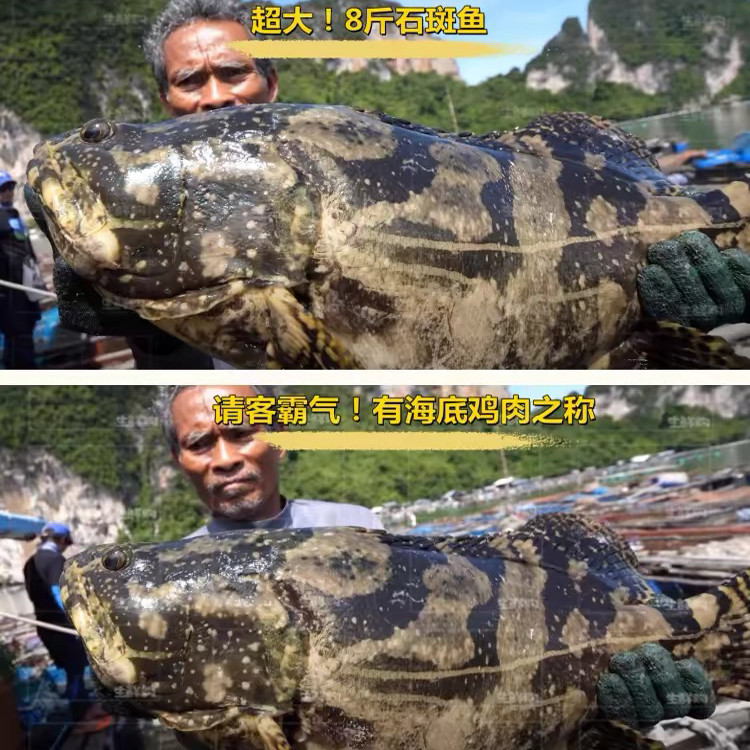 крупный морской окунь весом от 3 до 100 кг, крупная морская рыба, свежий морской окунь, свежемороженая морская горечавка, веер big dragon