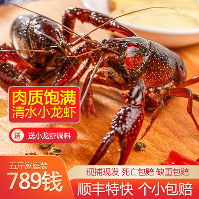 Hubei Qianjiang Cabinelon Fresh Living Shrimp 789 Деньги 5 фунтов хонгу креветок