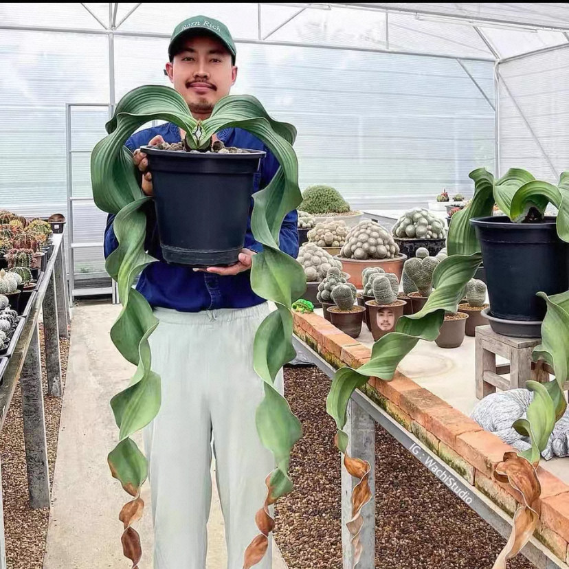 Столетняя орхидея Вельвичия мирабилис (Welwitschia mirabilis) 25-летняя свежесобранная, белая, округлой формы, доставка