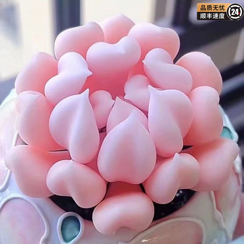 Суккуленты Купидон начинающие комнатные цветы Снежный эльф офисные мясистые зеленые растения Цветы с защитой от радиации