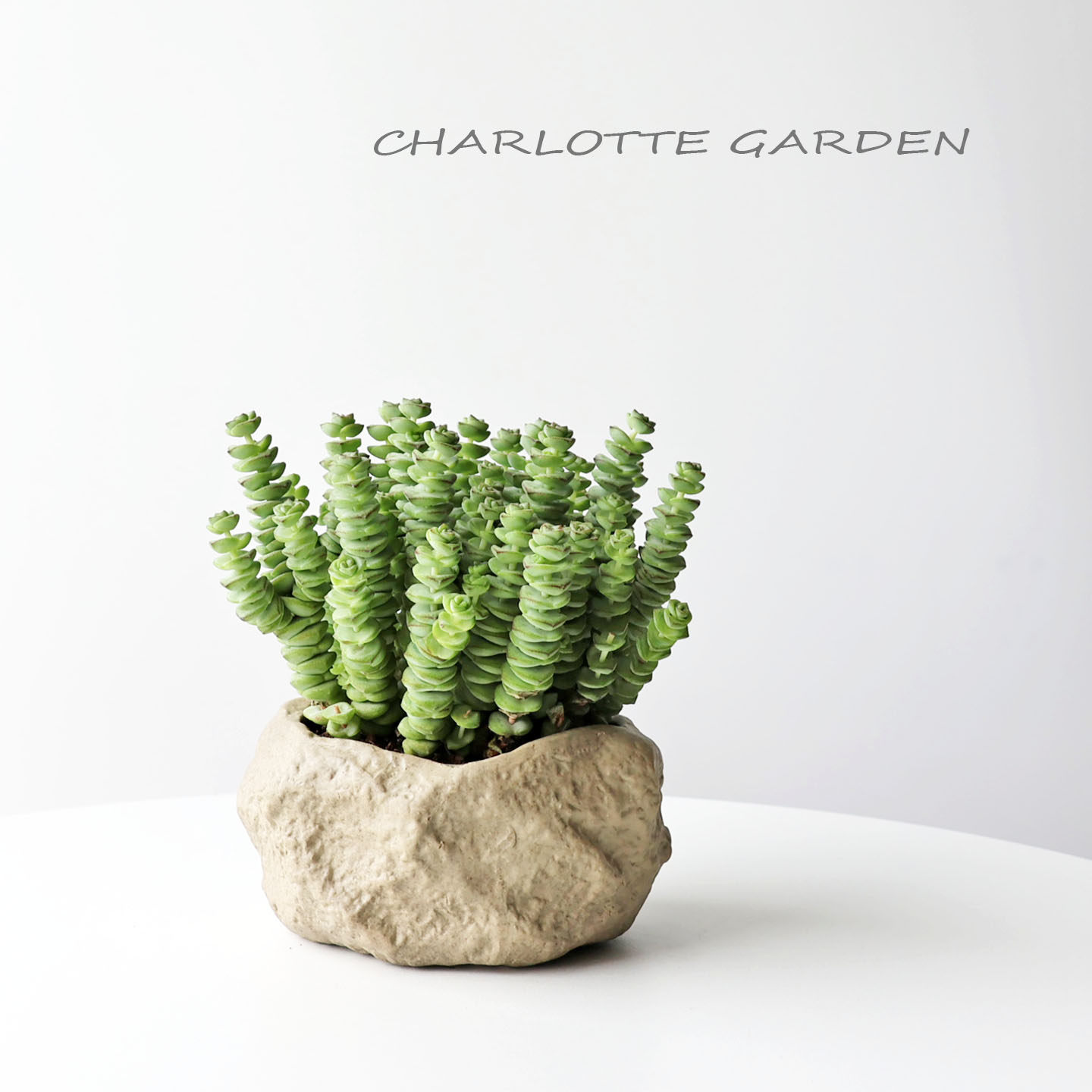 Суккуленты Charlotte Garden Money String, милые маленькие растения в горшках, Странные засухоустойчивые настольные зеленые растения Xiyang