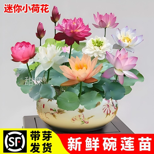 Миска лотос гидропонные виды растений бои цветов починки поставляются лотос