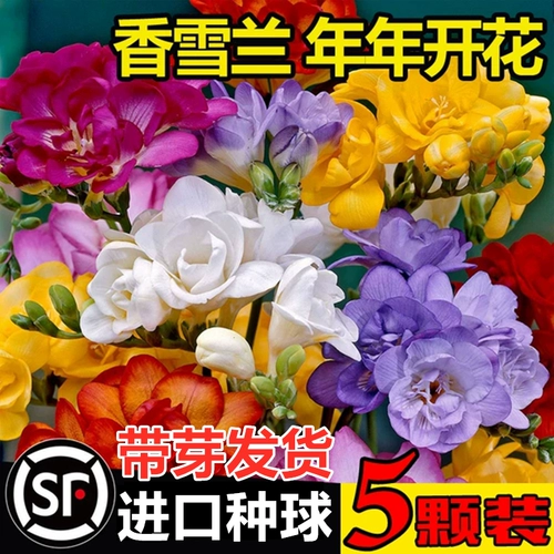 Принесите ростки, импортированные Xiangxuelan размножающие шарики маленькие канглан горшечно -горшки для внутреннего и открытого цветов четыре сезона легко сажать семена зеленого растения