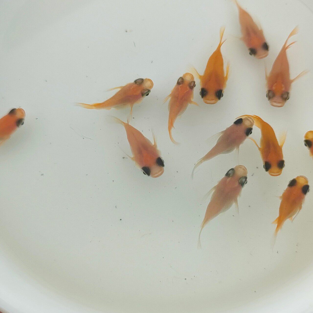 Рыба Гуанбэй медака в аквариуме по древнему методу не нагревается, холодноводная рыба не фильтруется, а кожа действительно хороша для выращивания декоративных рыб, пресноводных рыб и рыбы, выдерживающей высокие температуры.