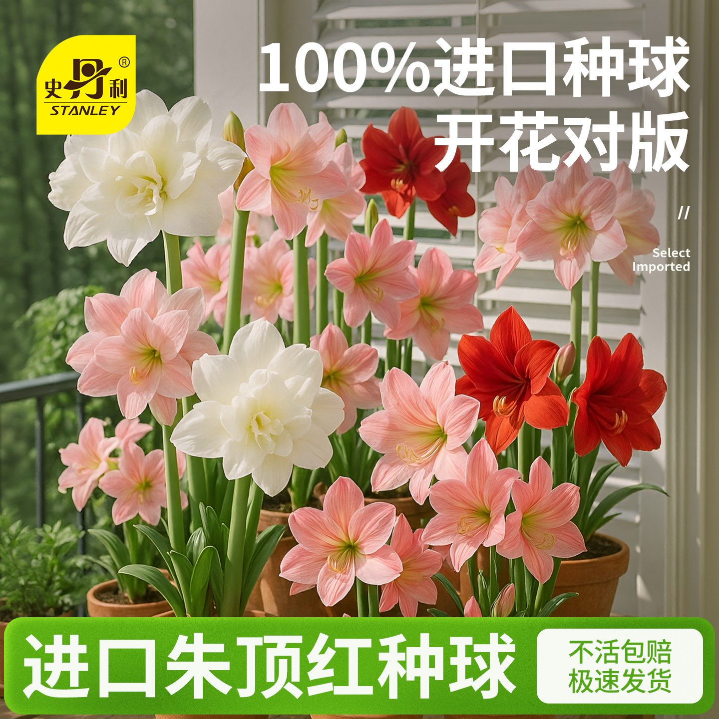 Стэнли Чжу Динхонг (Stanley Zhu Dinghong) импортировал крупные луковицы с двойными лепестками, цветущие в любое время года в Нидерландах и Южной Африке.
