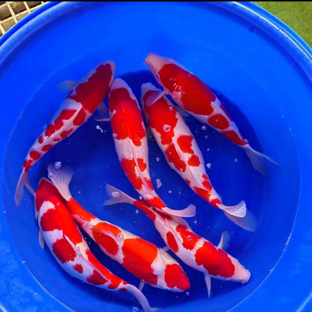 Прекрасные живые кои Тайшо Сева голд платинум чайный карп черное золото и другие разновидности декоративных рыб пресноводные рыбы кои