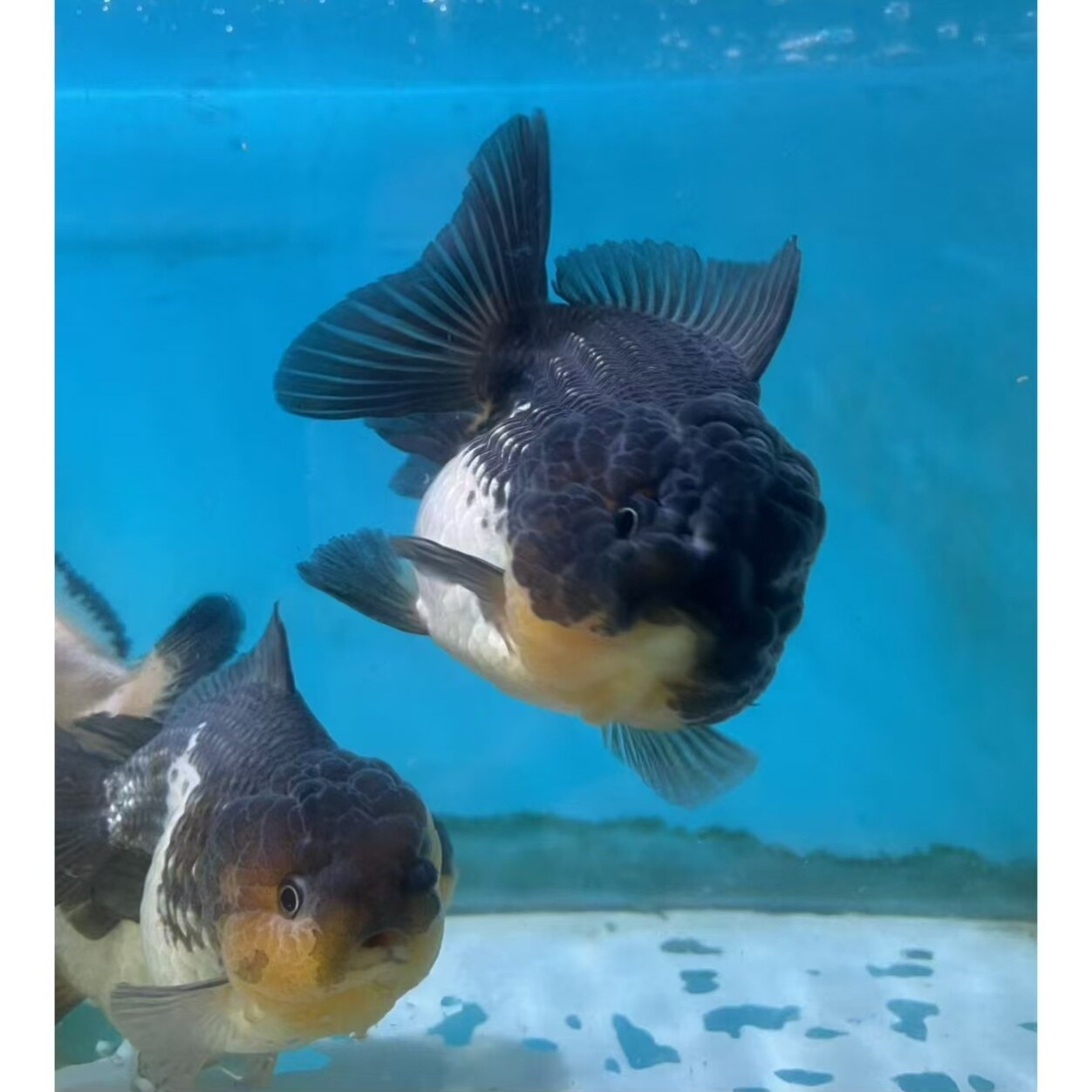 Мелкие черно-белые слитки, короткохвостая панда, декоративная рыбка, трехцветный мальок, устойчив к воздействию холодной воды, подходит для разведения золотых рыбок