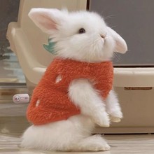 Pet Ear Dropped Dwarf Little Rabbit Wears Special Small Clothes for Pet Winter Supplies Complete Collection for Winter Warmth and Thickening