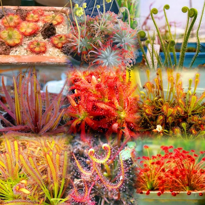 Микропейзаж Drosera, экологический резервуар, тропический лес, зеленое растение, мухоловка в горшке, насекомоядное растение, средство от комаров-пираний