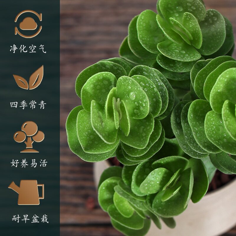Цяньцяньму хороша старая куча суккулентов и цветов в горшках для комнатного счастливого бонсай...