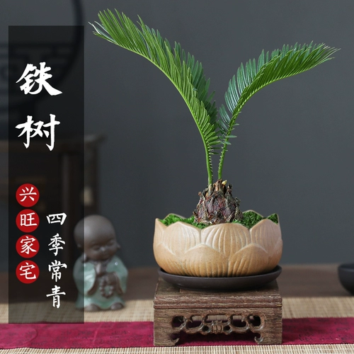 Железное дерево горшечное растение.