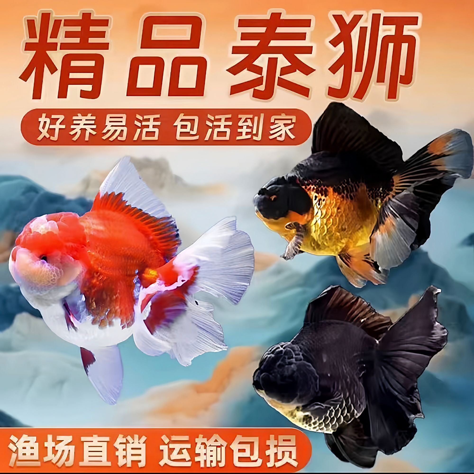 Бутик-плиссированная тайская золотая рыбка-лев с коротким хвостом, общая плиссированная юбка, декоративная рыбка из холодной воды, черная золотая рыбка-волна, которую хорошо растить и жить