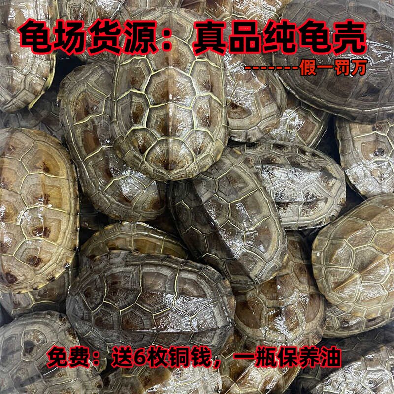 Натуральный настоящий панцирь черепахи полный панцирь Wenwan законченный ручной панцирь черепахи home