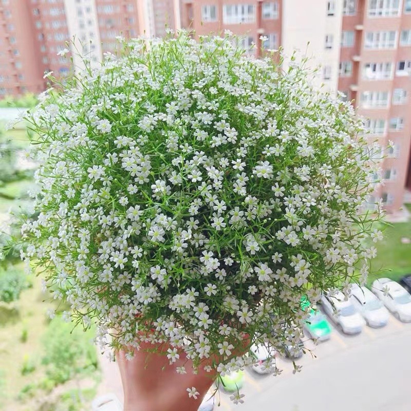 Импортные семена цыганской гипсофилы, семена садовых цветов, многосезонное цветение, взрывоопасные горшки, легкие в выращивании семена цветов на открытом воздухе