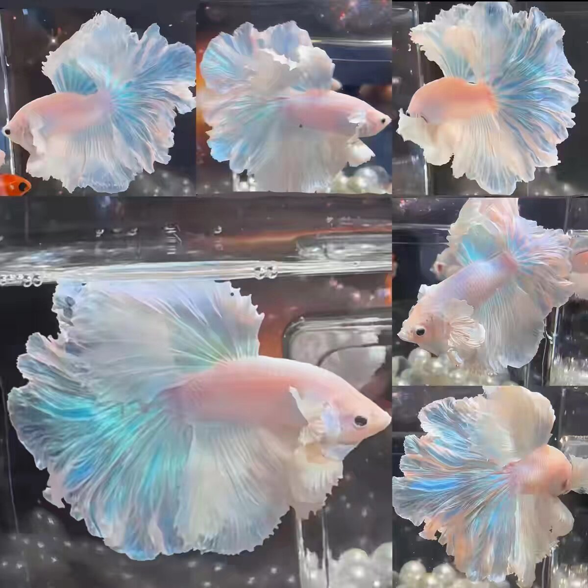 Тайская бетта нэт знаменитая домашняя фея, белоснежная супер красивая бетта, маленькая золотая рыбка, тропическая декоративная рыбка, которую легко выращивать и переносить