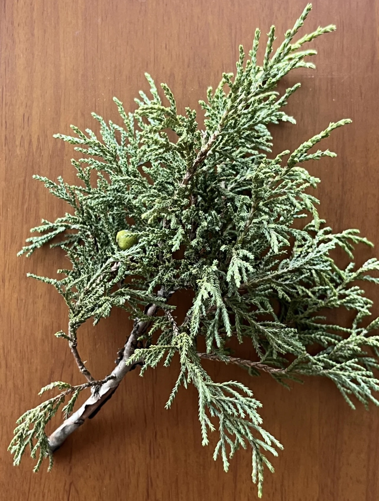 Qinghai-Tibet Plateau Zhenzong Tibetan cedar freshly picked natural cedar leaves household air purifying aromatherapy plant aromatherapy