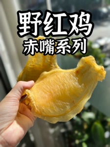 Шан Шань Лу Дикая красная курица Красноклювый анчоус Рыбная пасть Самец с брюхом, выведенный в Гонконге