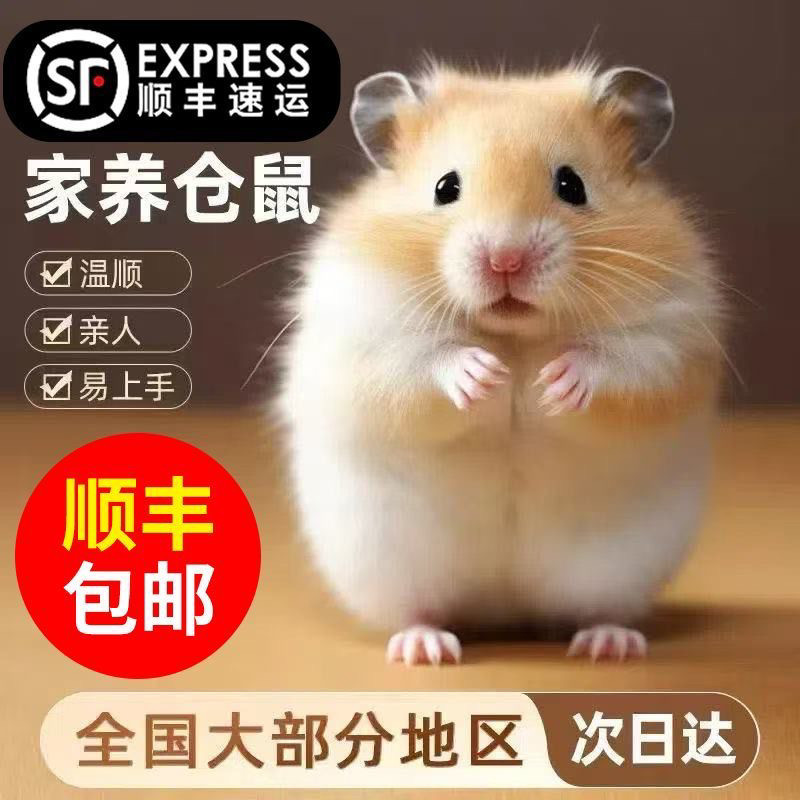 【SF Express】 Маленький домашний хомячок, золотистый шелковый медведь, Рисовый медведь, Живое животное, Пудинг из серебристой лисы, упаковка родственников мужа, Живое