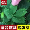 Товары от 寿禾种业[欣欣然公司]