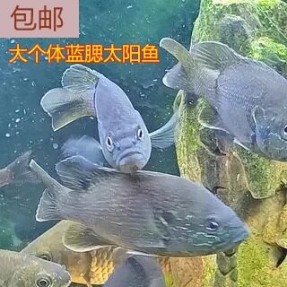 Живая синеголовая рыба-солнце, добытая в дикой природе, у взрослой рыбы плотная кожа, питательная, красивый цвет шерсти, пресноводная и холодная вода, местная декоративная рыба Северной Америки.