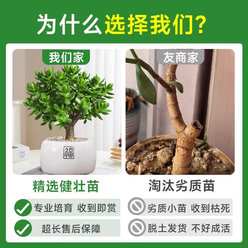 Очень большой офисный стол с суккулентами yushu в горшках из старой кучи комнатных суккулентов...