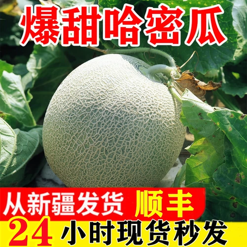 [新疆哈密瓜新鲜水果一整箱当季吐鲁番特级西州蜜25号脆甜瓜10包邮]
