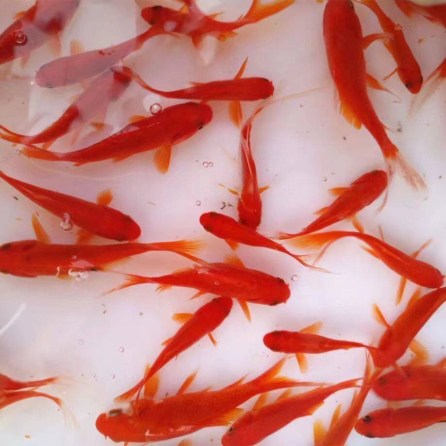 Травянистых золотых рыбок легко разводить и они просты в жизни, красные золотые рыбки, декоративные рыбки, офисные кои, пресноводные рыбы, их легко кормить, в холодной воде они легко выживают