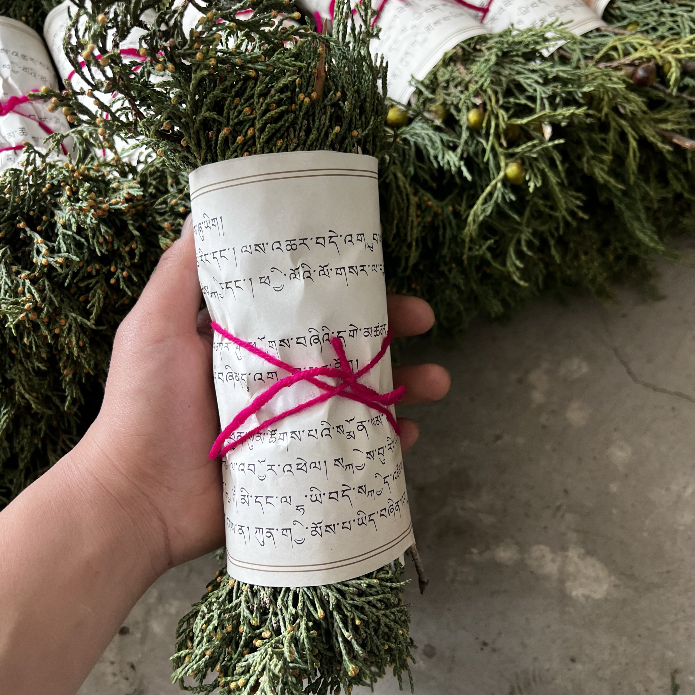 Authentic Qinghai-Tibet Plateau Tibetan cedar household plant aromatherapy purifying air shipped from Tibetan area