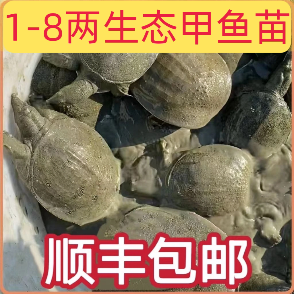 【Бесплатная доставка SF Express】 1-8 саженцев холодноводных черепах из пруда Лянгвай экологическая группа по разведению рыбы в прудах оптовая продажа крупномасштабного прудового рыбоводства