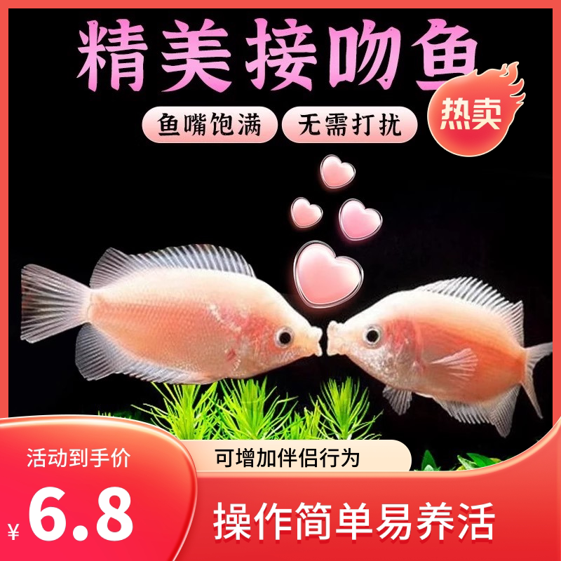 Целующиеся, целующиеся, декоративные рыбки, легко выращивать, легко жить, легко использовать, нет времени на уход