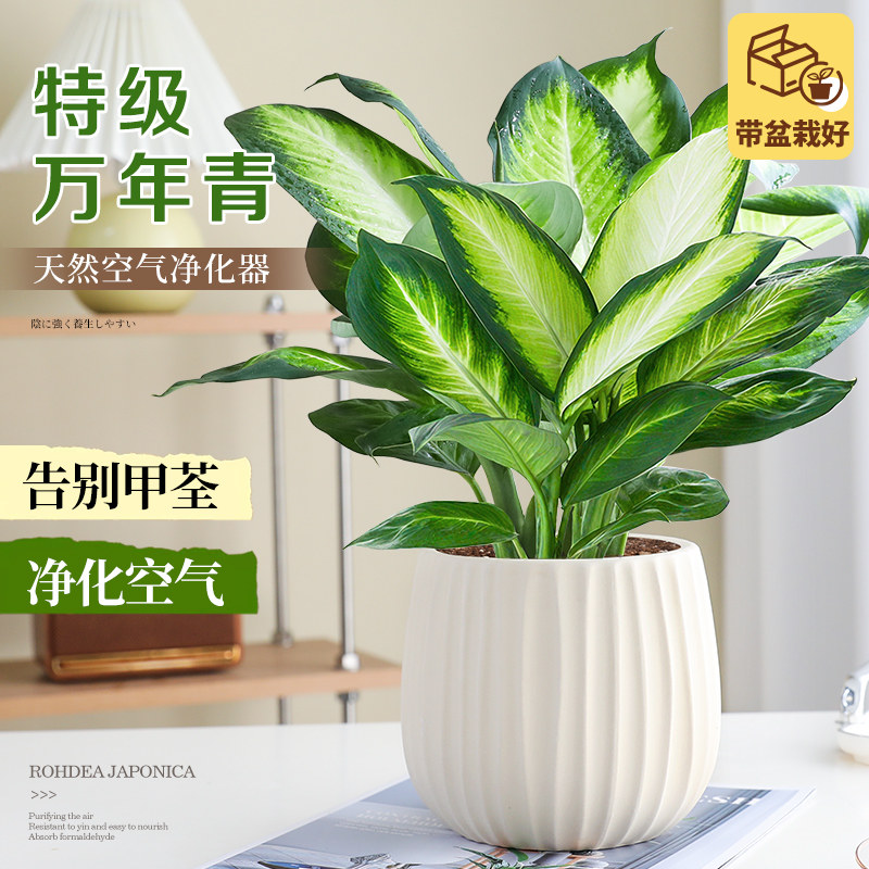 Комнатные зеленые растения премиум-класса evergreen в горшках evergreen office desktop для гостиной очищает воздух для подкормки растений