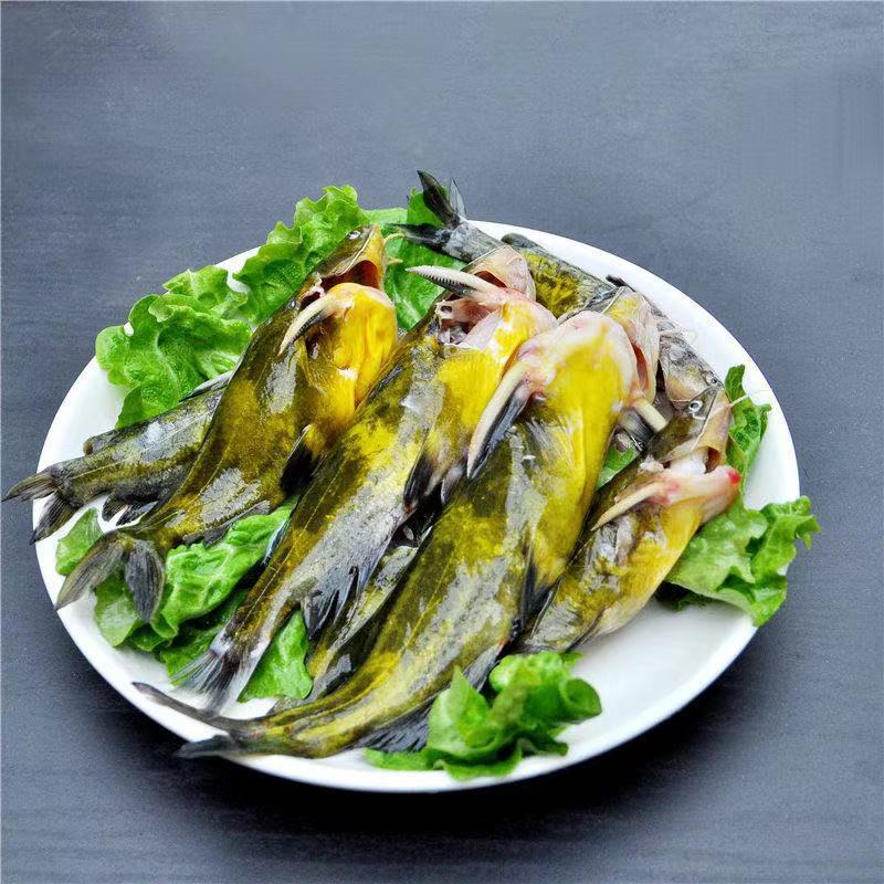 Свежая живая рыба теперь убита, желтая острая рыба, нарезанная кубиками, желтая острая рыба, нарезанная кубиками, желтая острая рыба...