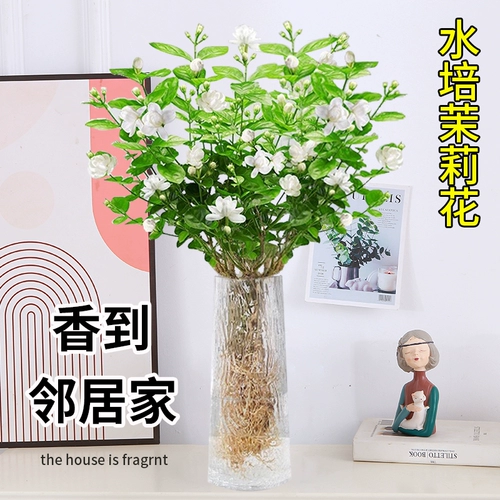 Жасминовые гидропонные растения Покраска по производству гостиной офис офис.