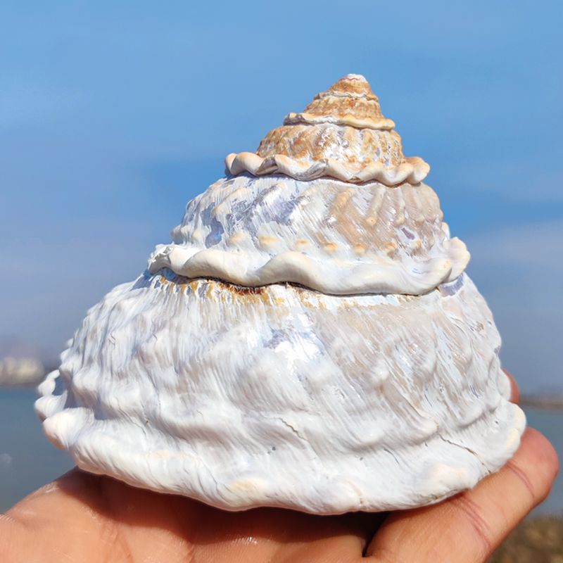 天然本物の法螺貝波源タワー巻貝の装飾品家の装飾標本コレクション写真撮影の小道具海辺