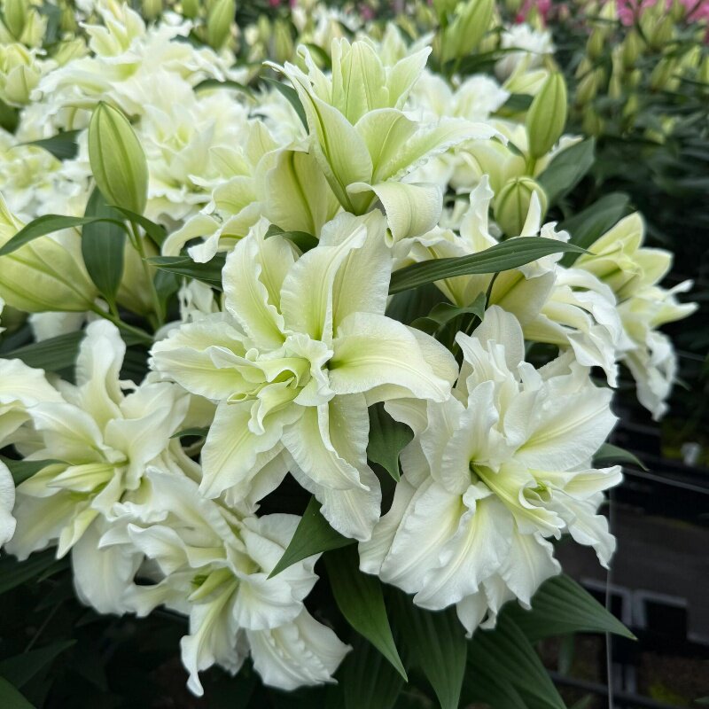 Импортные луковицы ароматных лилий с двойными лепестками, летние термостойкие комнатные и уличные растения в горшках для наблюдения за цветами, цветы хорошего качества