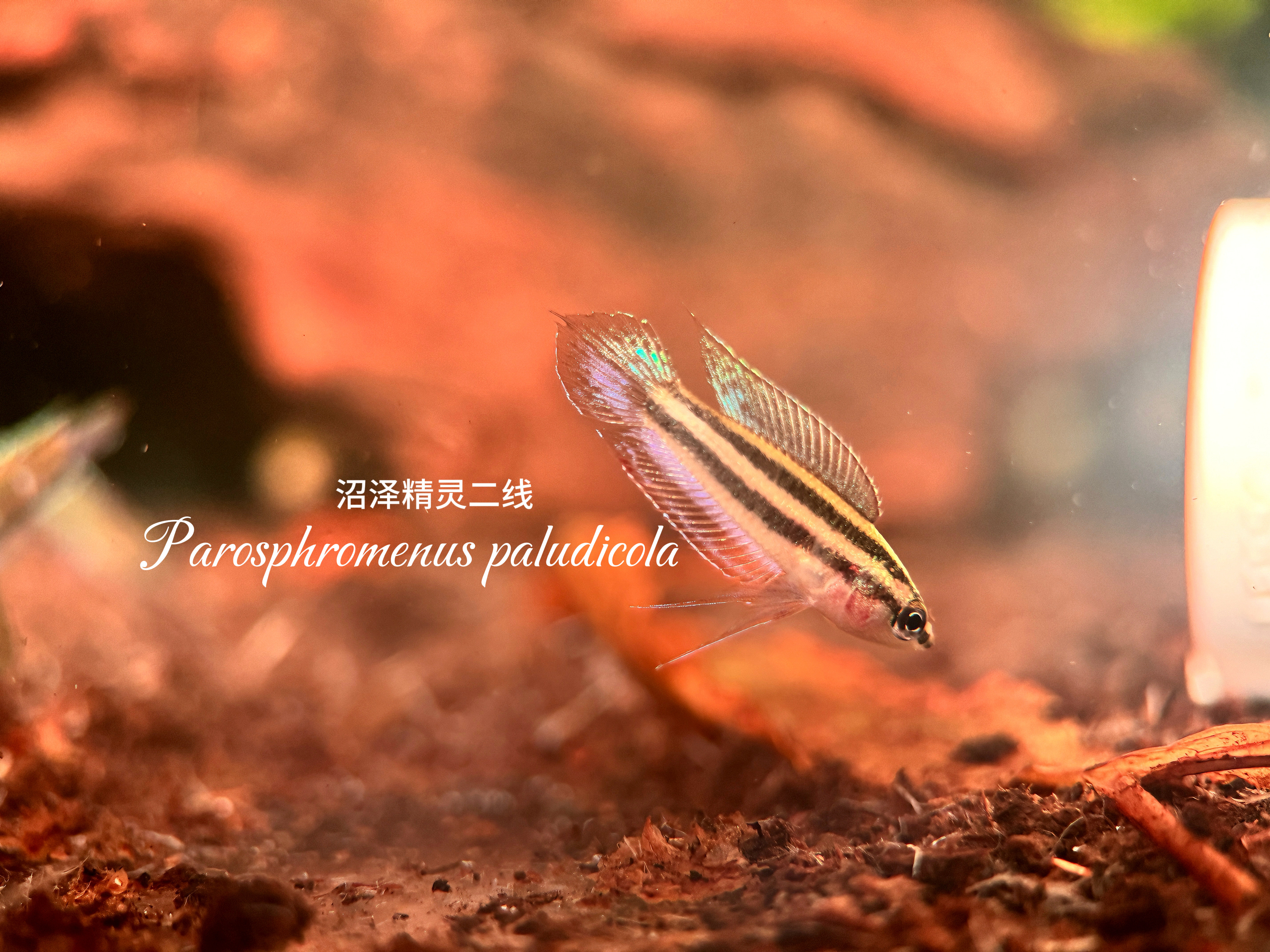 Оригинальная индонезийская экологическая тропическая мелкая декоративная рыбка болотный эльф второго яруса может быть смешана с другими видами рыб.