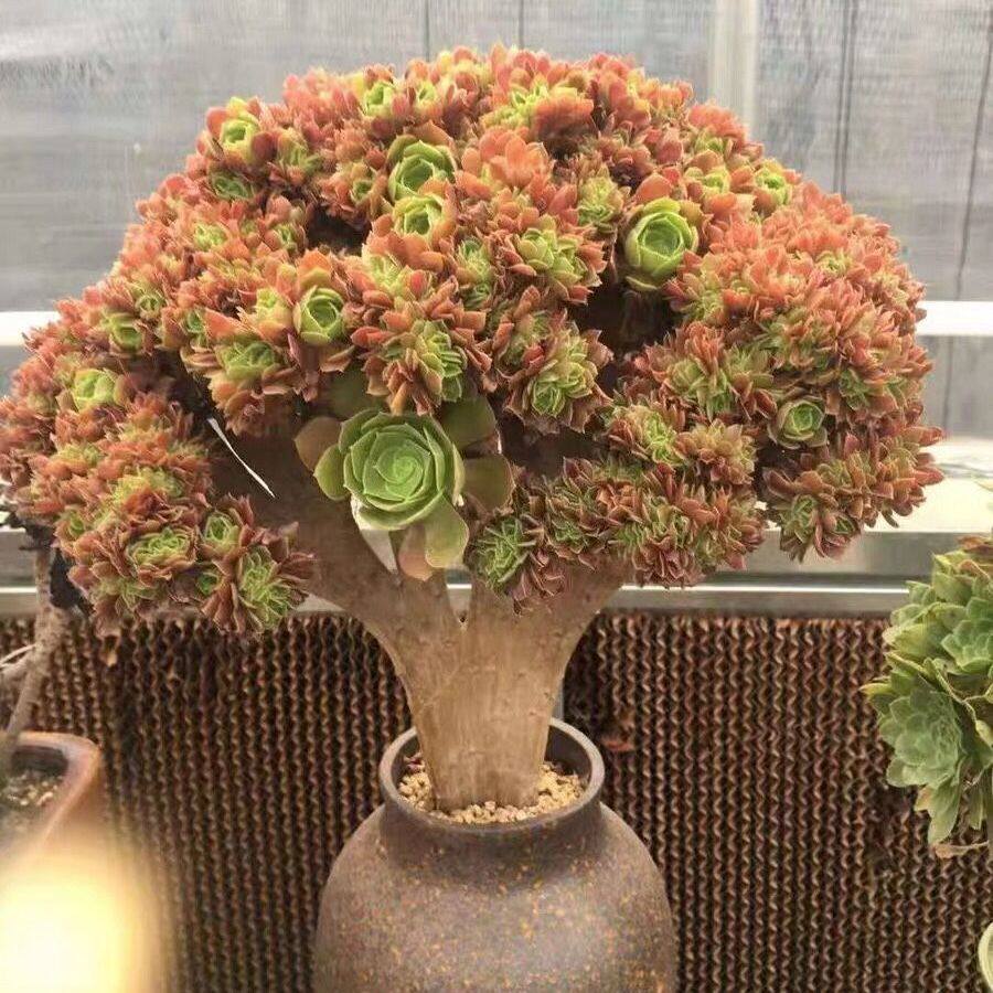 Большая старая куча, украшенная супер магом, сочная Медуза Уджиали, черный медный горшок, красное двойное колесо, дорогой новый продукт, старая куча