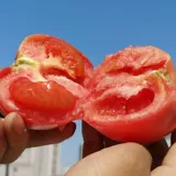 Синьцзян Прованс Ешьте фрукты томат свежий песок, натуральная ферма овощные овощные помидоры 5 Catties sf