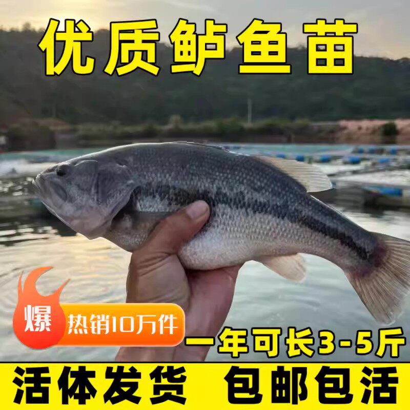 Саженцы сычуаньского окуня, саженцы пресноводных рыб, саженцы калифорнийского окуня, саженцы племенного Луя, саженцы большеротого окуня, съедобные мальки Лу
