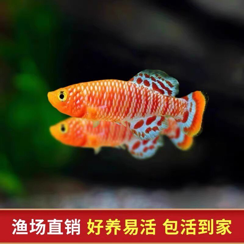 Симпатичный малыш симпатичный рыбешка тропическая рыбка пресноводная рыбка живая рыбка декоративная рыбка живая рыбка тропическая декоративная рыбка