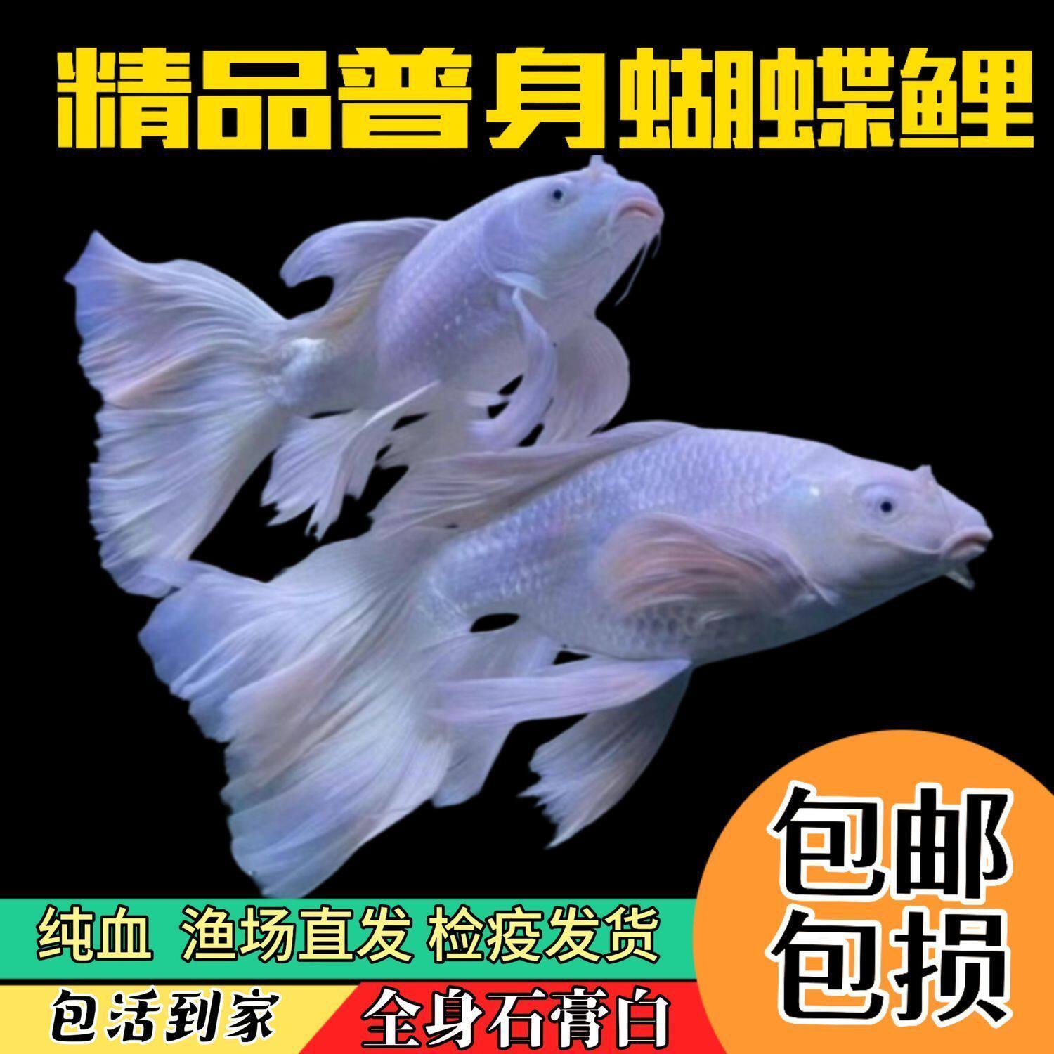 Тайваньский карп-бабочка - холодноводная декоративная рыба, удачливые короткотелые гипсовые белые мальки-шарики с большими плавниками и большими хвостами.