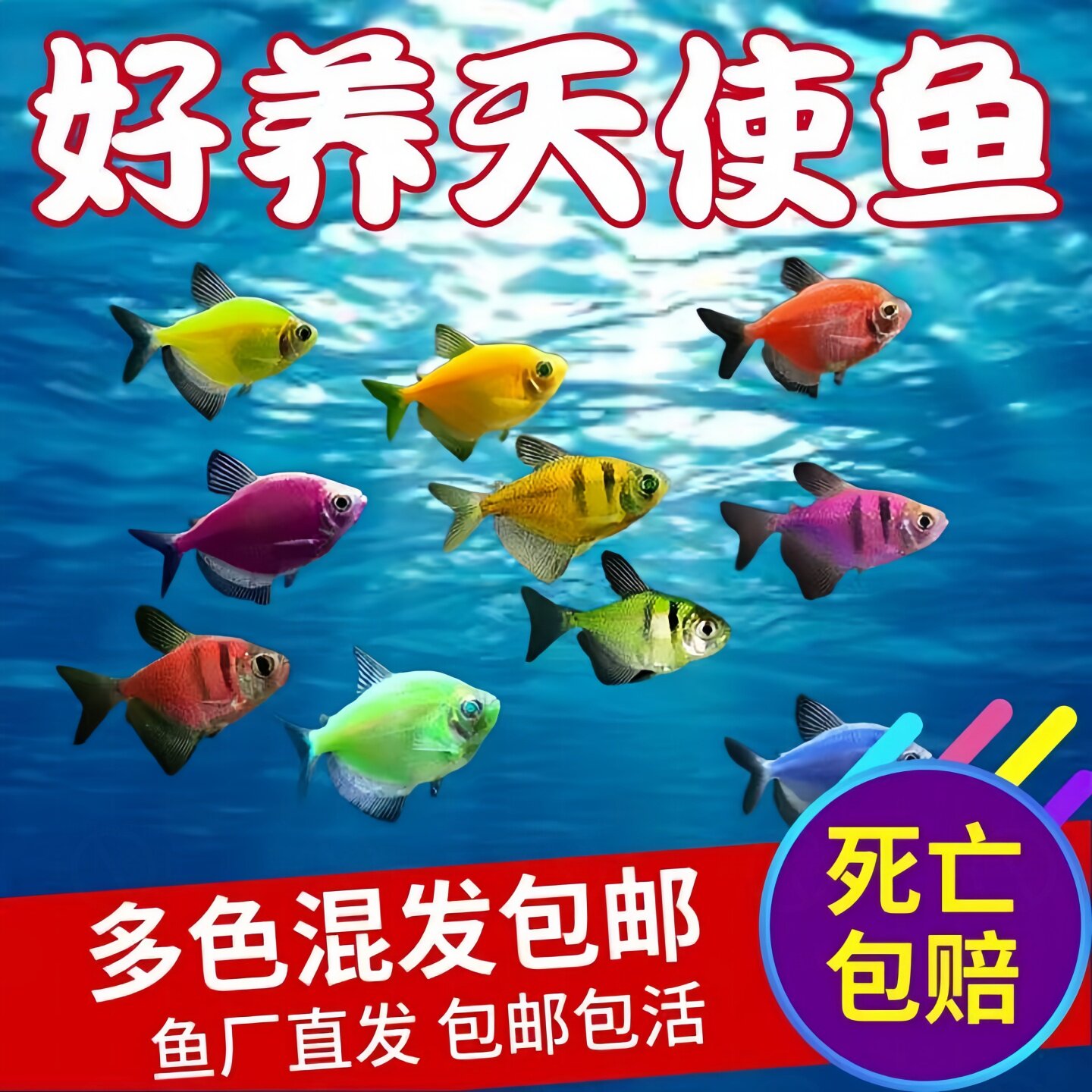 Морские ангелы, декоративные рыбки, живая рыба, тропические рыбки, мелкая рыба, пресноводные, хорошее разведение, аквариум с живой травой, групповое плавание, живая зебра, павлин