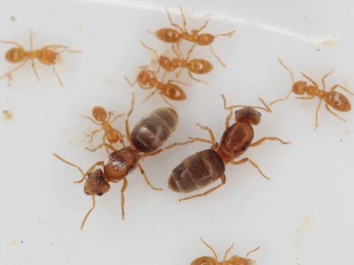 Окрашенный желтый мао ​​-муравей псевдолазия Cibdelus Living Pet Ant Works