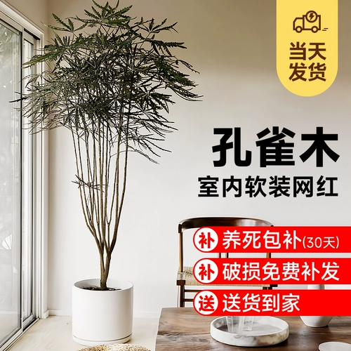 Павлин дерево зеленые растения сеть красные посадки крупно