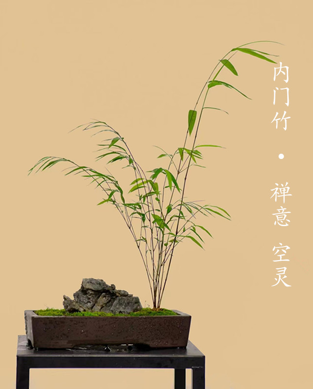 Аутентичная внутренняя дверь bamboo zen элегантный видовой бамбук в горшках драгоценные саженцы бамбука зеленые растения внутреннего и наружного дворика four seasons вечнозеленый бамбук